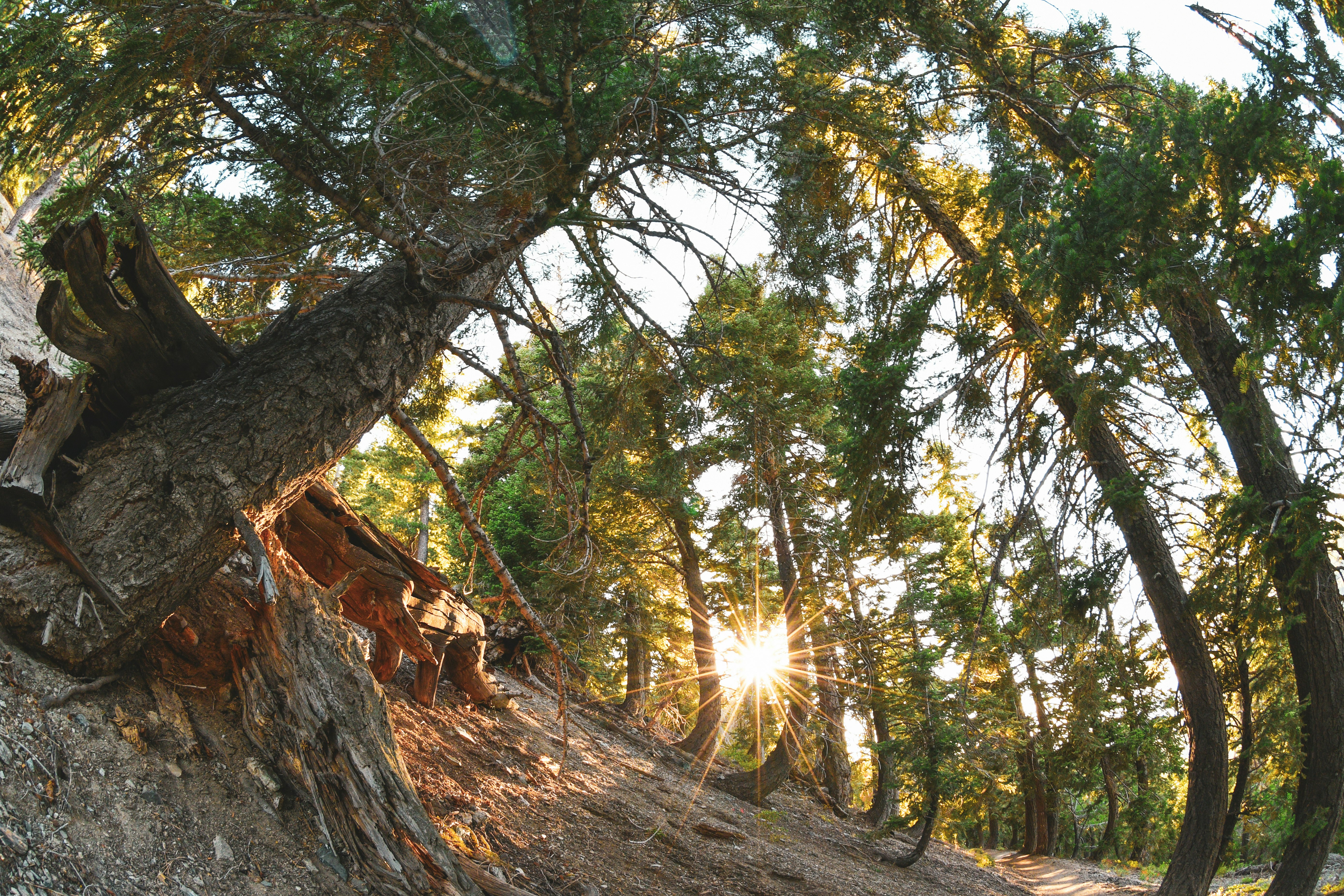 green and brown trees during daytime